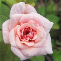 Mlle Cecile Brunner CL roses