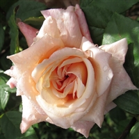 Mlle Franziska Kruger Roses