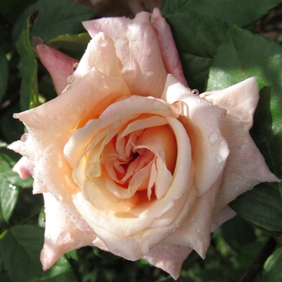 Mlle Franziska Kruger Roses
