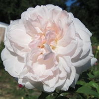 Mme Alfred Carriere roses