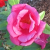 Mme Antoine Rebe roses