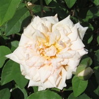 Mme Charles roses