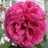 Mme Isaac Pereire roses