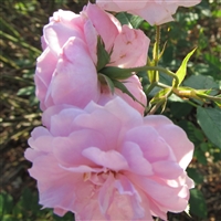Mrs Woods' Lavender-Pink Noisette roses