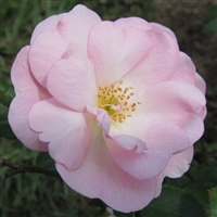 Mrs. R.M. Finch roses