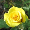 Nacogdoches Rose plant