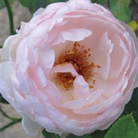 Nahema roses