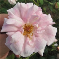Natchitoches Noisette roses