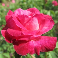 Niles Cochet roses