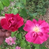 Nur Mahal Roses