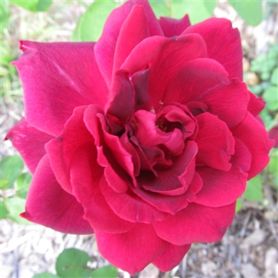 Oklahoma roses