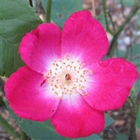 Old Gay Hill Red China roses