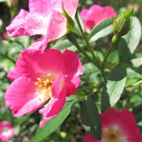 Papa Hemeray roses
