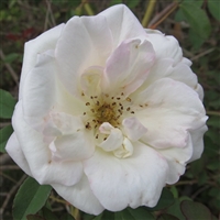 Parks' Yellow Tea-scented China roses