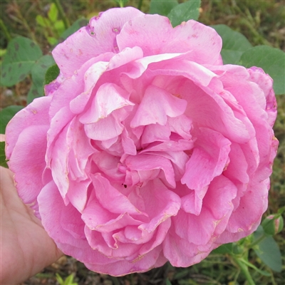 Paul Neyron roses