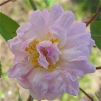 Paul's Himalayan Musk Rambler roses