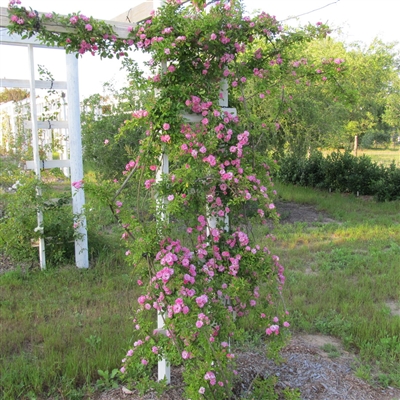 Peggy Martin roses