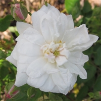 Placerville White Noisette roses