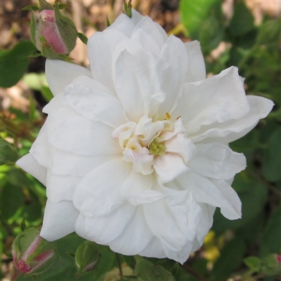 Placerville White Noisette roses