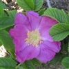 R. Rugosa Rubra roses