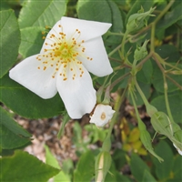R. moschata roses