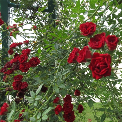Red Cascade Roses