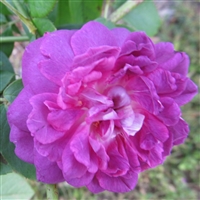 Reine des Violettes roses