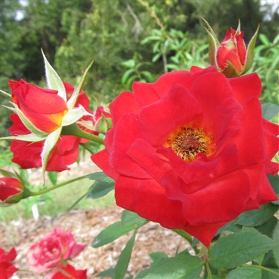 Roman Holiday roses