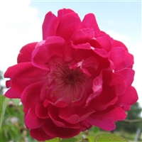 Rose Edouard rose plants