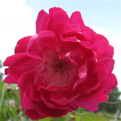 Rose Edouard rose plants