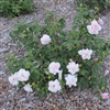 Rose Nabonnand rose plants