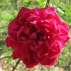 Rose du Roi roses