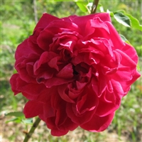 Rose du Roi roses