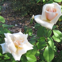 Safrano roses
