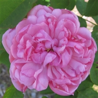 Sidonie roses