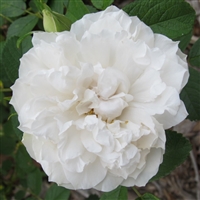 Sir Thomas Lipton roses