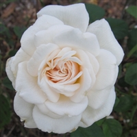 Sombreuil Large Flowered Climber roses