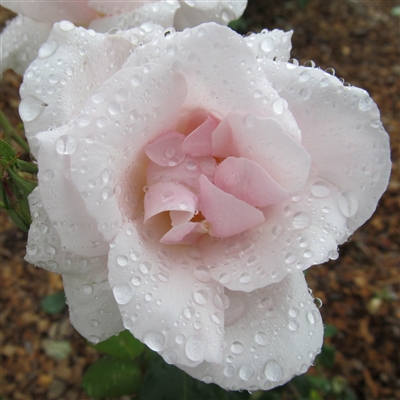 Souvenir de St. Anne's roses