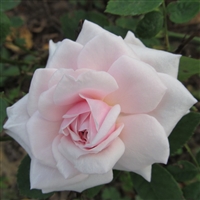 Souvenir de la Malmaison Roses