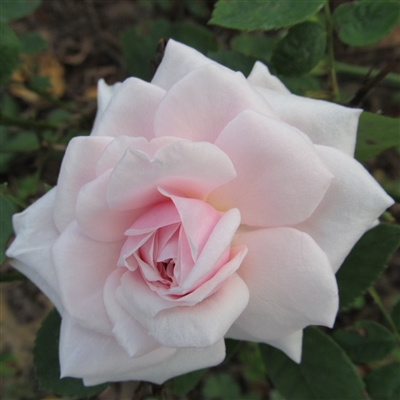 Souvenir de la Malmaison Roses