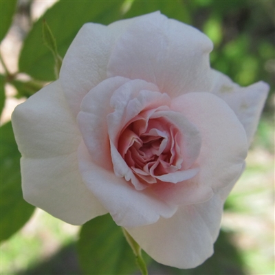 Spray Cecile Brunner roses