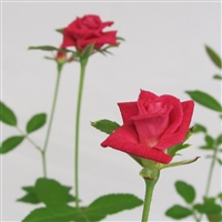St. Thomas China roses