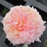 Sui Mei Ren Roses
