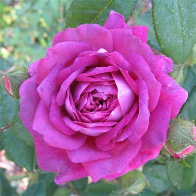 The Bishop roses