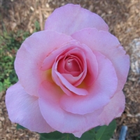 Tiffany roses