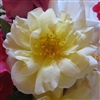 Topaz Jewel roses
