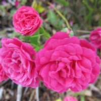 Verdun roses
