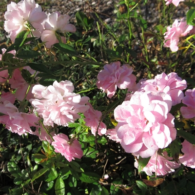 Vineyard Song roses