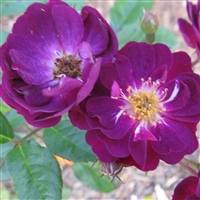 Violette roses