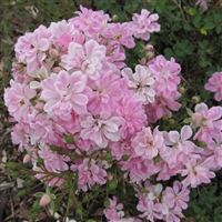 Yametsu-Hime roses